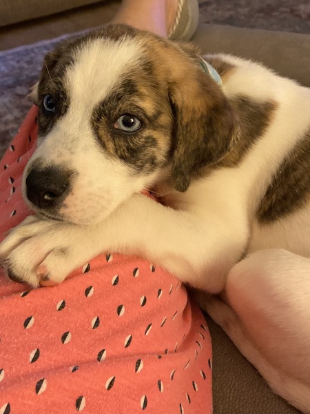 Daisy 