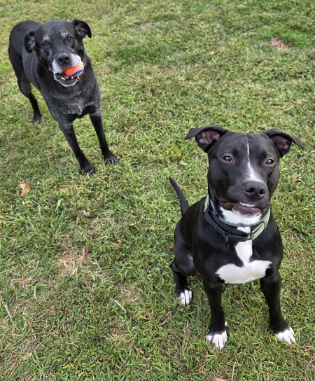 Charlie and Rowdy