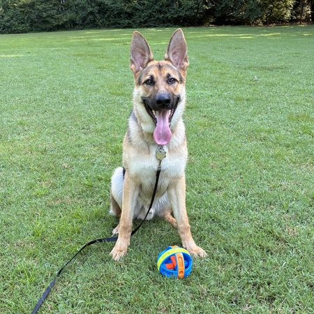 Entry image for Rollo. Clicking this image will show a larger photo