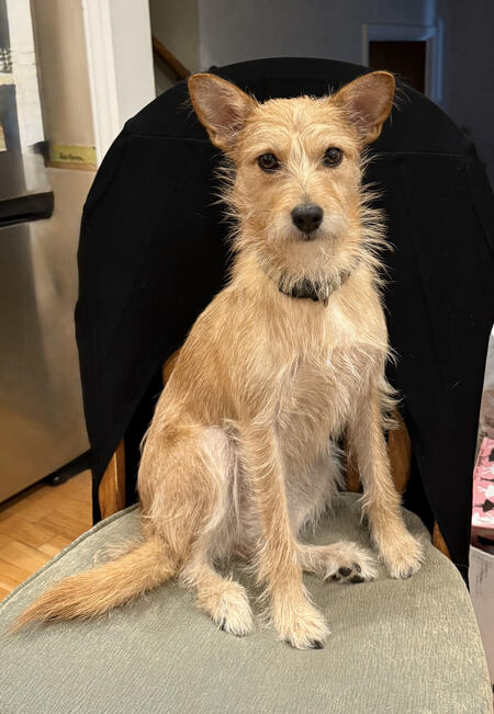 Entry image for Trixie. Clicking this image will show a larger photo