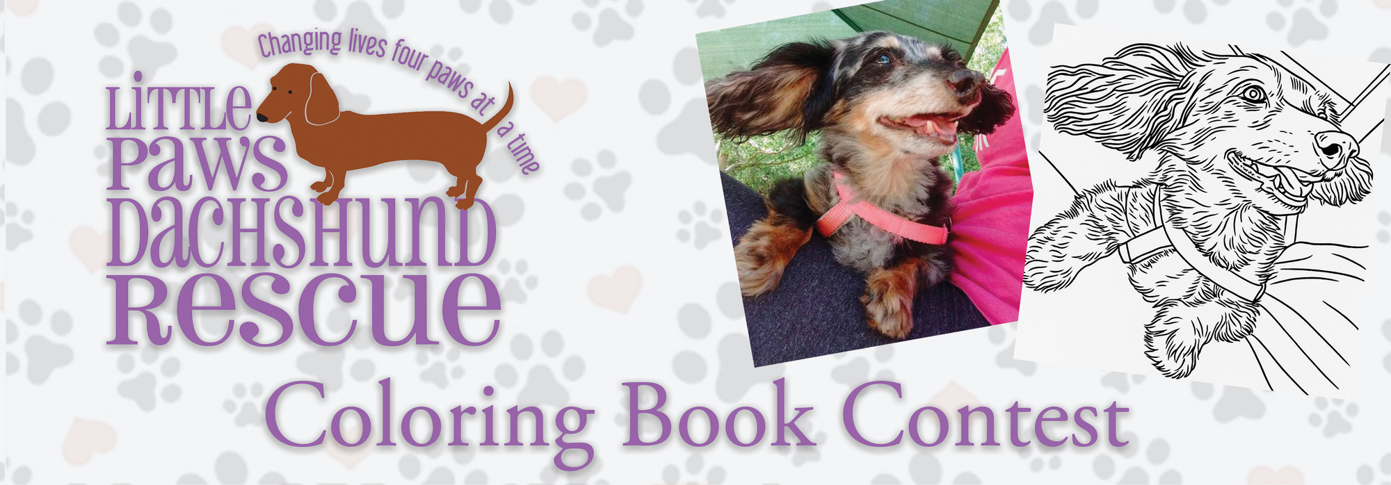 Banner for Little Paws Dachshund Rescue Coloring Book Contest