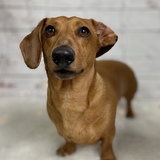 Entry image for Rufus