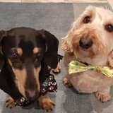 Entry image for Chewie & Rutker