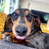 Entry image for Frankie