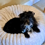Entry image for Ollie