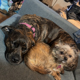 Entry image for Rascal and Roxy