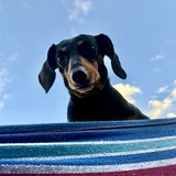 Entry image for Lola