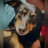 Entry image for Nikki