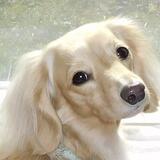Entry image for Georgie Girl
