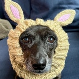 Entry image for Cookie