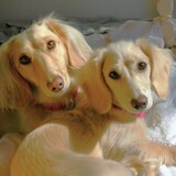 Entry image for Zoey, Abby