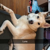 Entry image for Luna