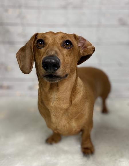 Entry image for Rufus. Clicking this image will show a larger photo