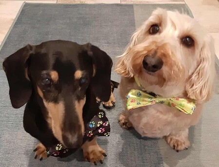 Entry image for Chewie & Rutker. Clicking this image will show a larger photo