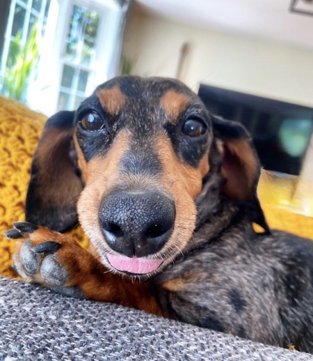 Entry image for Frankie. Clicking this image will show a larger photo