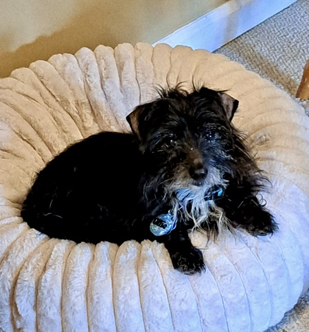Entry image for Ollie. Clicking this image will show a larger photo