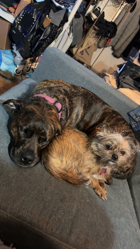 Entry image for Rascal and Roxy. Clicking this image will show a larger photo