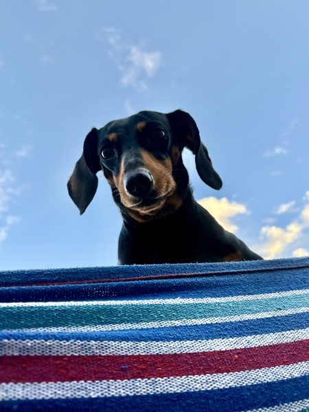 Entry image for Lola. Clicking this image will show a larger photo