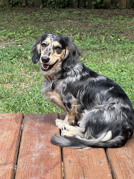 Entry image for Stella. Clicking this image will show a larger photo