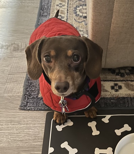 Entry image for Roux. Clicking this image will show a larger photo