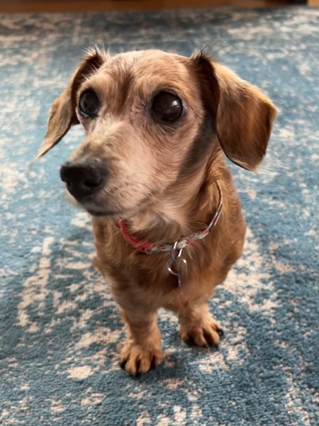 Entry image for Gigi. Clicking this image will show a larger photo