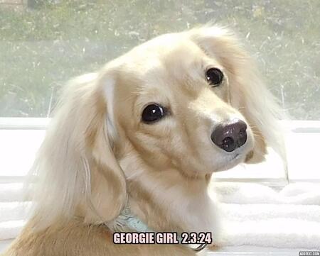 Entry image for Georgie Girl. Clicking this image will show a larger photo