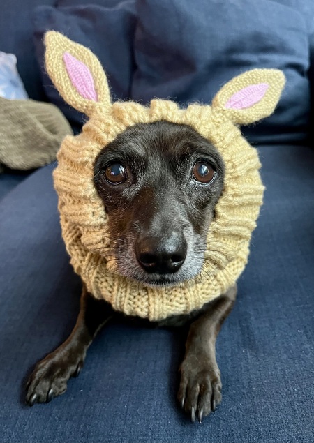 Entry image for Cookie. Clicking this image will show a larger photo