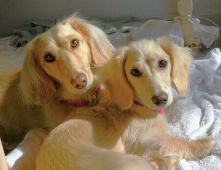 Entry image for Zoey, Abby. Clicking this image will show a larger photo