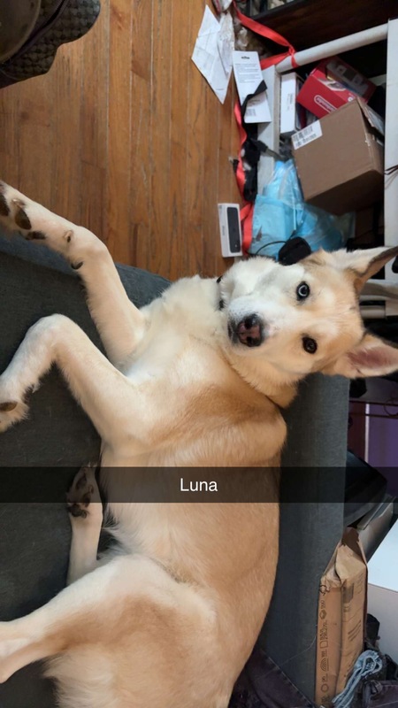 Entry image for Luna. Clicking this image will show a larger photo