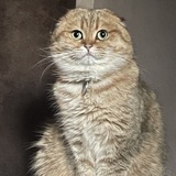 Entry image for Miko