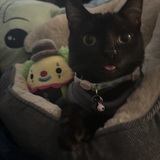 Entry image for Pepito