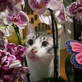 Entry image for Mellow