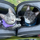 Entry image for Bo-Katan & Stevie Wonder Cat
