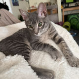 Entry image for Tigger