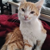Entry image for Ginger
