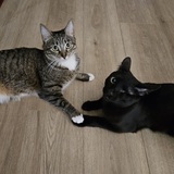 Entry image for Lucy & Vader