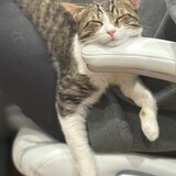 Entry image for Willow watching  her guardian work