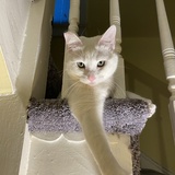 Entry image for Gidget
