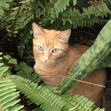 Entry image for Cinnamon 