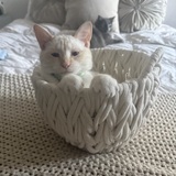 Entry image for Georgie 
