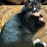 Entry image for Chip