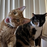 Entry image for Pickles and Jellybean