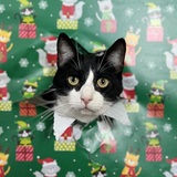 Entry image for Comet