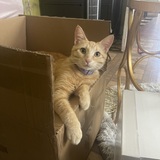 Entry image for Cheeto