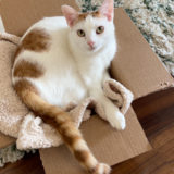 Entry image for Percy