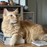 Entry image for Queso Kalbs 