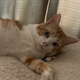 Entry image for Momo-chan