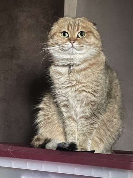 Entry image for Miko. Clicking this image will show a larger photo