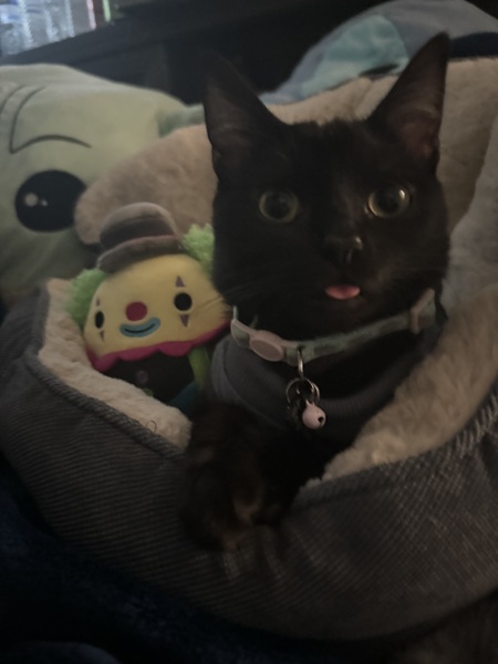 Entry image for Pepito. Clicking this image will show a larger photo