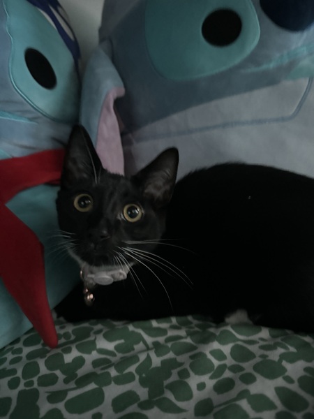 Entry image for Pepita. Clicking this image will show a larger photo